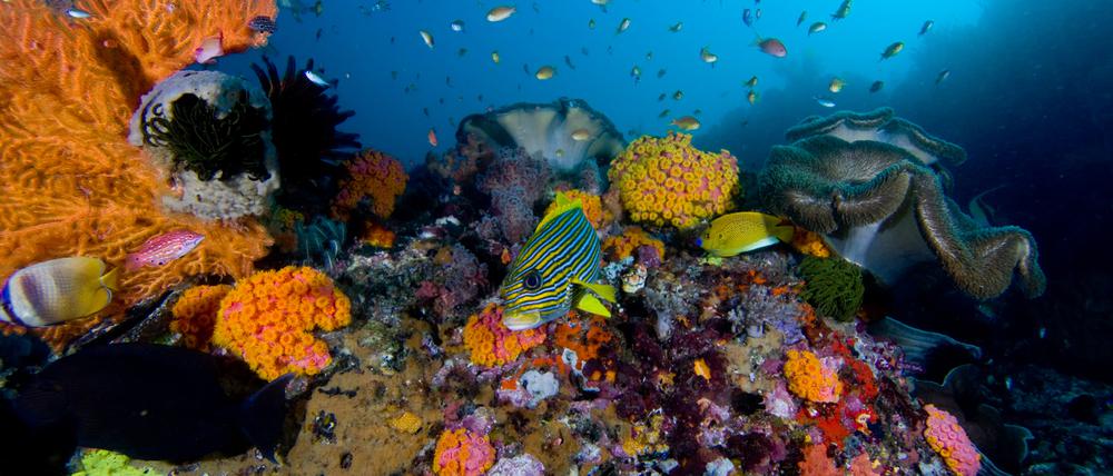 Korallenriffe wie diese auf den Raja Ampat-Inseln im Süden Indonesiens werden immer mehr zur Seltenheit. Foto: Jason Suwandy, dpa 