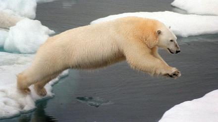 Eisbär