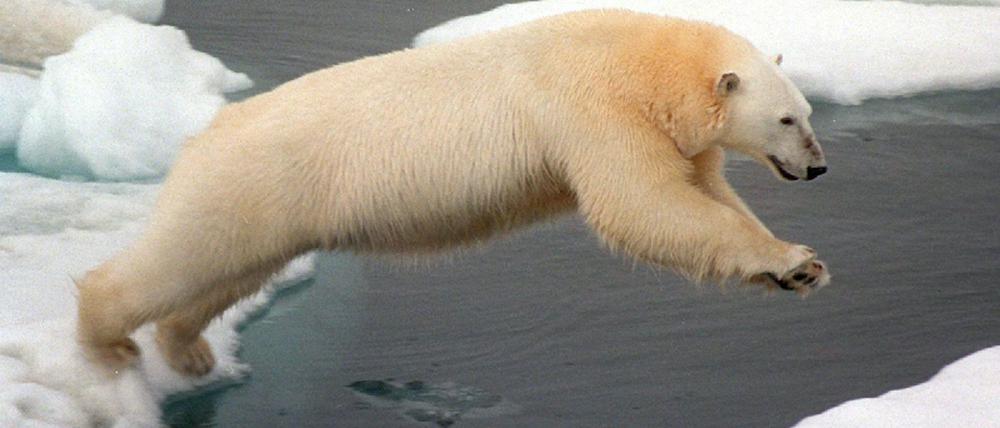 Eisbär