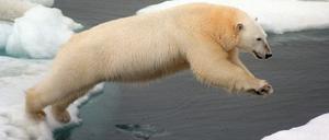 Eisbär