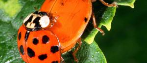 marienkäfer