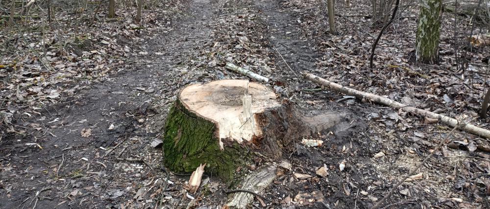 Mit einem Harvester wurden hunderte von Bäumen gefällt.