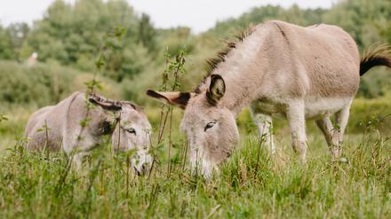 Direkt am Streckenrand: Esel am Eichwerder Moor. 