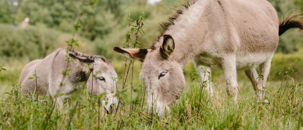 Direkt am Streckenrand: Esel am Eichwerder Moor.