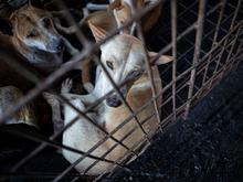 Für den menschlichen Verzehr vorgesehen: Indonesische Polizei stoppt Laster mit Hunden auf dem Weg zum Schlachter