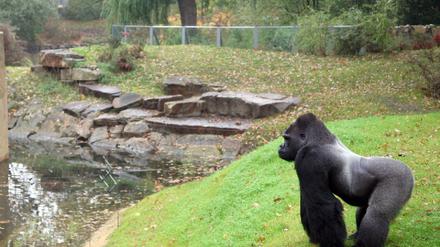 Gorillas