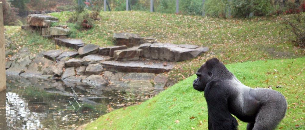 Gorillas