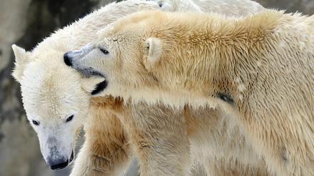 Kommen sich näher. Die Eisbärdame Giovanna zwickt Knut zärtlich ins Ohr. Nachwuchs ist noch nicht geplant. -