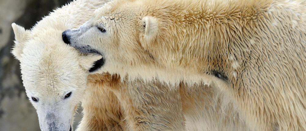 Kommen sich näher. Die Eisbärdame Giovanna zwickt Knut zärtlich ins Ohr. Nachwuchs ist noch nicht geplant. -