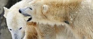 Kommen sich näher. Die Eisbärdame Giovanna zwickt Knut zärtlich ins Ohr. Nachwuchs ist noch nicht geplant. -