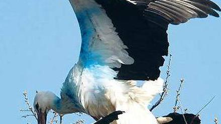 Der türkisfarbene Storch im niedersächsischen Avendorf mit Partnerin. 