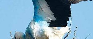 Der türkisfarbene Storch im niedersächsischen Avendorf mit Partnerin. 