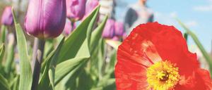 In voller Blüte. Beim Tag der offenen Gärten werden am Wochenende rund 10 000 Besucher erwartet. Foto: ZB