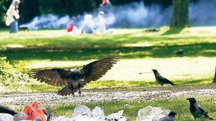 Weise Vögel?