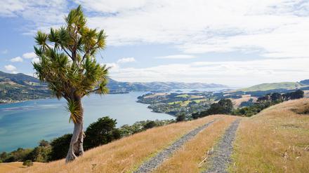 Auf der Otago-Halbinsel in Neuseeland erlebte unsere Kolumnistin den schönsten Lauf ihres Lebens.