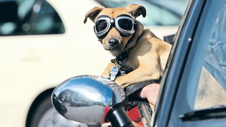 Nicht ohne meinen Hund. Das will aber gut vorbereitet sein, zumindest bei Trips ins Ausland. Denn ohne die richtigen Impfungen und die nötigen Papiere ist die Reise schon an der Grenze vorbei.
