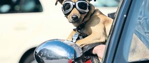 Nicht ohne meinen Hund. Das will aber gut vorbereitet sein, zumindest bei Trips ins Ausland. Denn ohne die richtigen Impfungen und die nötigen Papiere ist die Reise schon an der Grenze vorbei.