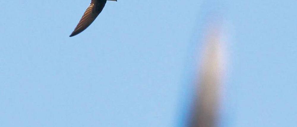 Auf Futterflug. So kennt man Mauersegler. Doch ihr Nachwuchs ist bedroht.