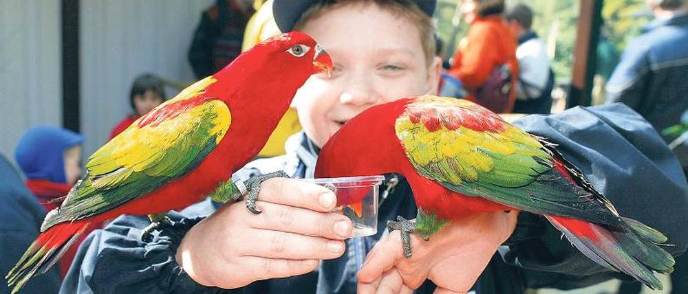 Hungrig. Die Vogeltrainer füttern täglich ihre Schützlinge, aber manchmal dürfen auch die Besucher Leckereien kredenzen.