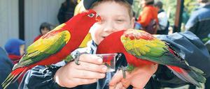 Hungrig. Die Vogeltrainer füttern täglich ihre Schützlinge, aber manchmal dürfen auch die Besucher Leckereien kredenzen.