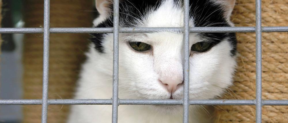 Die Tiere mussten in eine Tiersammelstelle gebracht werden. (Archivbild)