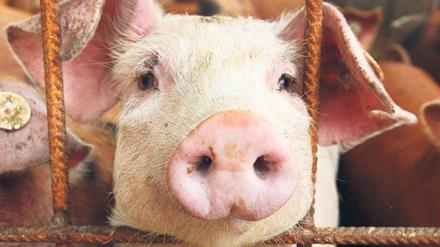 Deutsche Schweine sind auch im Ausland beliebt. Die meisten Exporte gehen nach Russland. Daran dürfte auch die Marktöffnung Chinas nichts ändern. Foto: dpa/pa