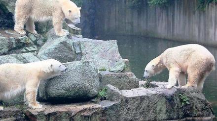 Außenseiter. Knut (r.) musste schon einiges verkraften. Als Jungtier den Tod seines Pflegers, die forsche Gefährtin Giovanna – und nun angriffslustige Altbärinnen.