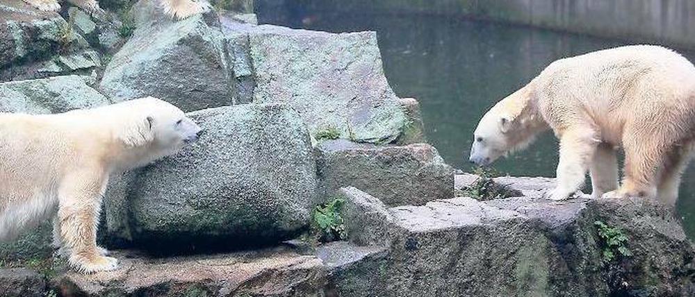 Außenseiter. Knut (r.) musste schon einiges verkraften. Als Jungtier den Tod seines Pflegers, die forsche Gefährtin Giovanna – und nun angriffslustige Altbärinnen.