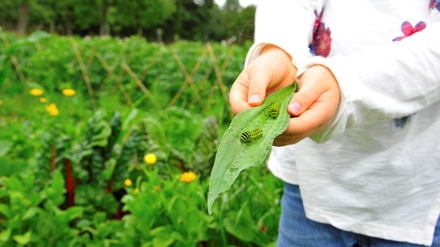 Der Bauerngarten auf dem Gelände des Botanischen Volksparks Blankenfelde.