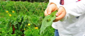 Der Bauerngarten auf dem Gelände des Botanischen Volksparks Blankenfelde.