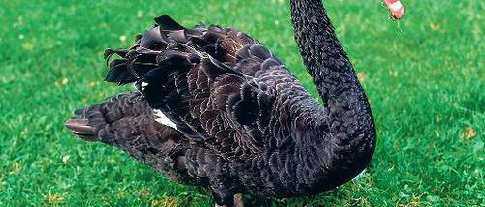 Der Schwarze Schwan steht bildhaft für seltene extreme Ereignisse. 