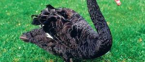 Der Schwarze Schwan steht bildhaft für seltene extreme Ereignisse. 