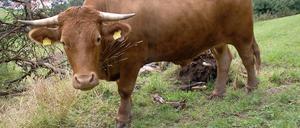 Mit dem Ochsen-Experiment wollte der britische Naturforscher Francis Galton eigentlich die Dummheit der Masse beweisen.