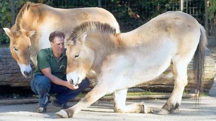 Zoo-Show. Tierpfleger Bernd Dorn mit seinen Przewalskipferden mögen viele. Foto: Peters