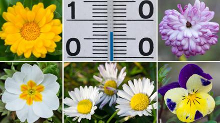 Frühling im Winter. Die milden Temperaturen lassen manche Blumen weiterblühen.