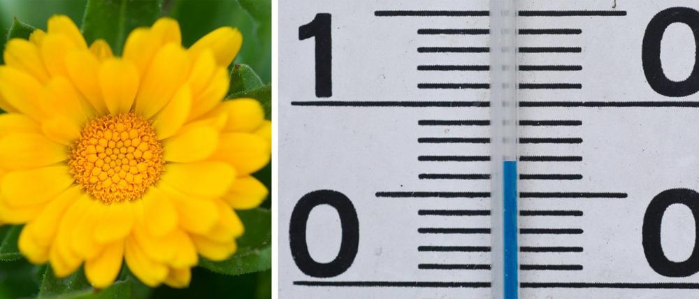 Frühling im Winter. Die milden Temperaturen lassen manche Blumen weiterblühen.