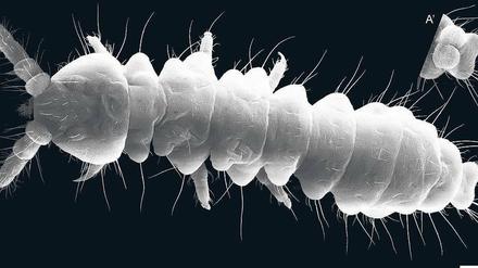 Porträt. Ein Vertreter der nun entdeckten Springschwänze. Foto: dpa