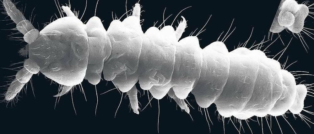 Porträt. Ein Vertreter der nun entdeckten Springschwänze. Foto: dpa