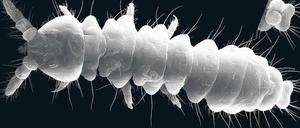 Porträt. Ein Vertreter der nun entdeckten Springschwänze. Foto: dpa