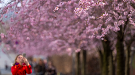 An der Schwedter Straße beim Mauerpark erblühen die Kirschbäume in diesem Jahr schon Ende März. Bis Mitte April sollen auch die anderen Orte am Grenzstreifen in Rosa getaucht sein. 