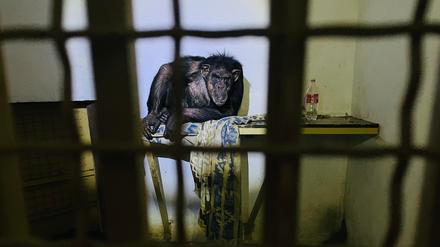 Der Bonobo John in einem provisorischen Käfig im Tierpark „Zwölf Monate“ im Kiewer Vorort Hostomel.