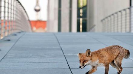 Von Seuche erfasst: Jeder dritte Stadtfuchs soll schon infiziert sein. 