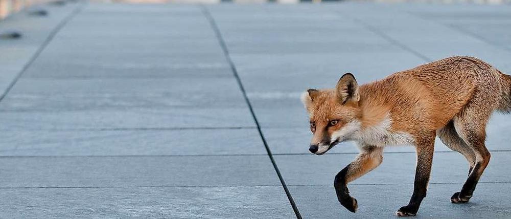 Von Seuche erfasst: Jeder dritte Stadtfuchs soll schon infiziert sein.