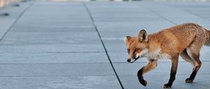 Von Seuche erfasst: Jeder dritte Stadtfuchs soll schon infiziert sein. 