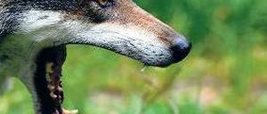 Kommt aus dem Osten. Immer mehr Wölfe wandern nach Brandenburg ein. Foto: dpa