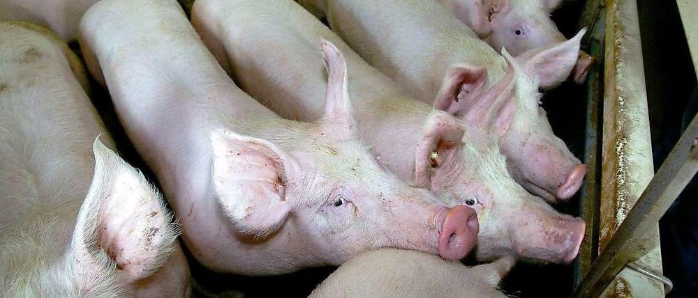 Drangvolle Enge im Stall. Das geht nur mit Antibiotika. 
