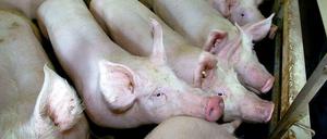 Drangvolle Enge im Stall. Das geht nur mit Antibiotika.