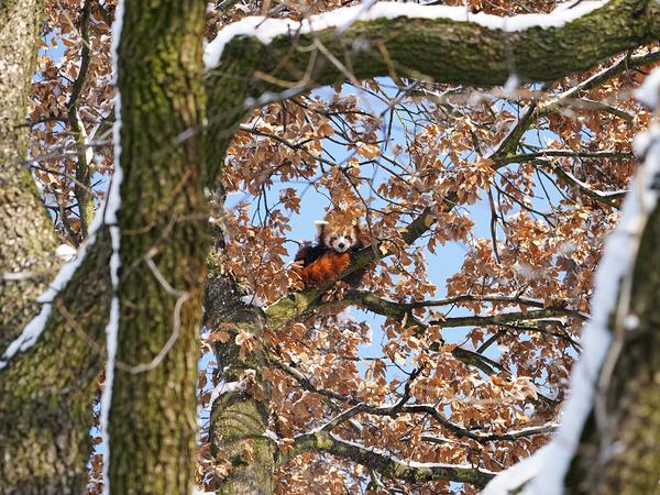 Panda Barney sitzt hoch oben in einem Baum. Wie die Feuerwehr am Freitag mitteilte, nutzte das neunjährige Tier vermutlich den durch den Schneefall tief gebogenen Bambus und büxte aus seinem Gehege aus.