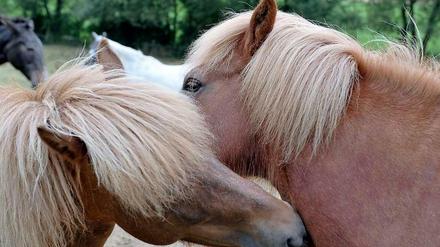 Tiere werden sehr unterschiedlich behandelt, je nachdem, zu welcher Rasse sie gehören.