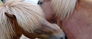 Tiere werden sehr unterschiedlich behandelt, je nachdem, zu welcher Rasse sie gehören.